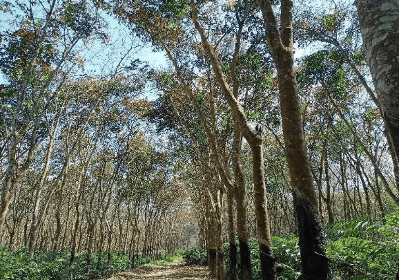 【图说美好新时代】景洪市东风农场:用东风精神全面推进社区治理提升