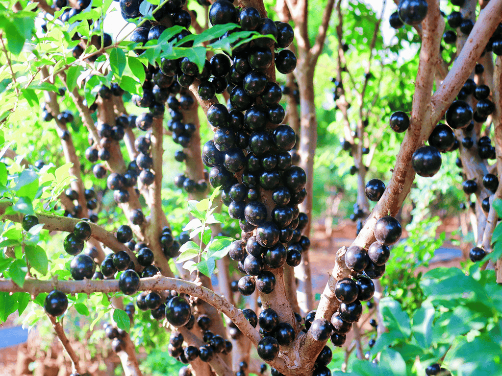 一果四味!丘北仙人洞村嘉宝果等你来尝鲜!_庄园_游客_销售