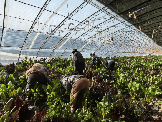 大兴这地打理好"菜园子",保障市民"菜盘子"!