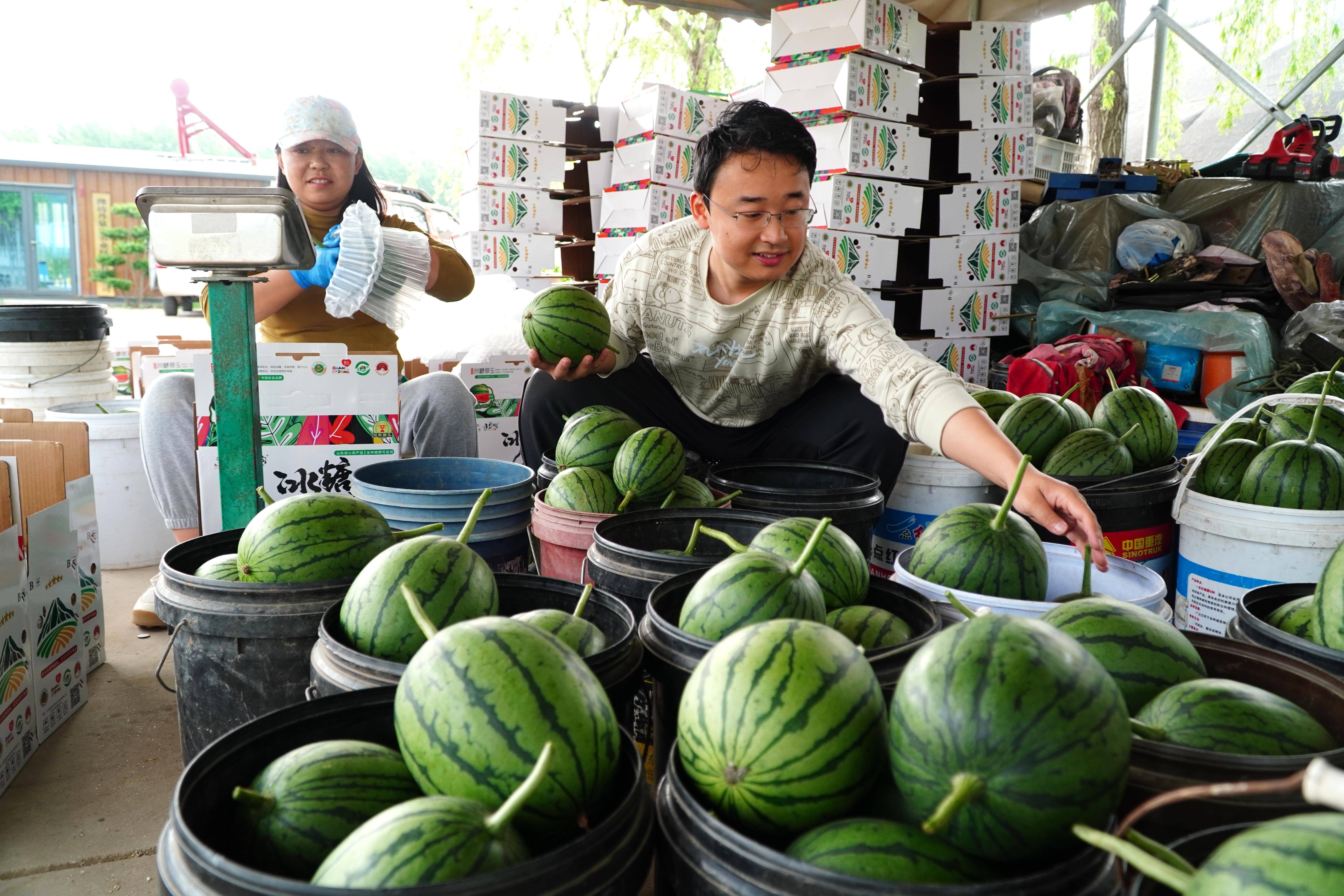 摄4月23日在山东省潍坊市昌乐县宝都街道的瓜果批发市场拍摄的西瓜