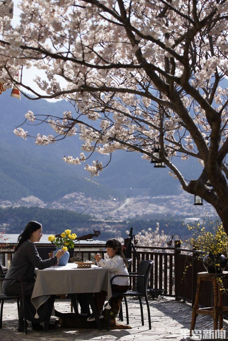 "治愈经济"走红,崂山小院吃香!