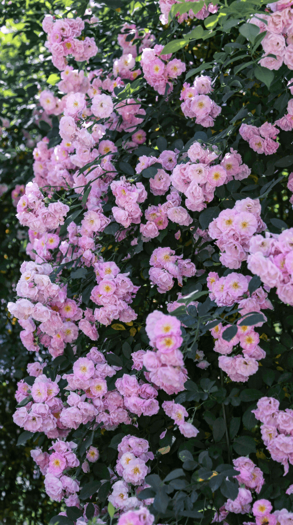 蔷薇花上线,浪漫满分~ 一起去打卡