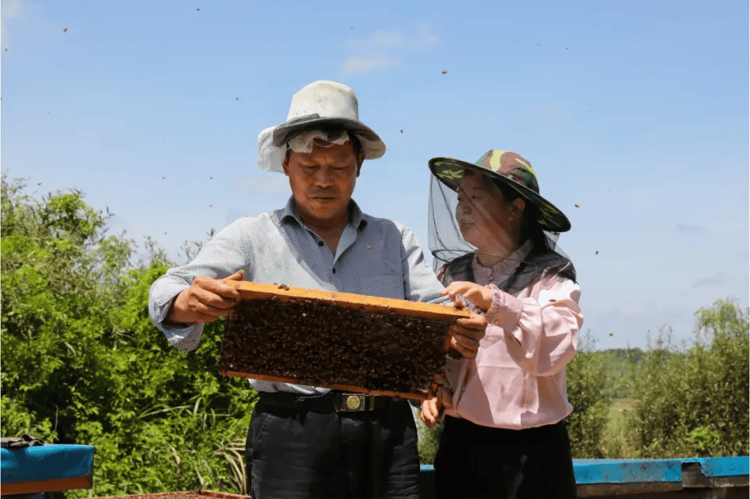 情调研,通过观察蜜蜂出勤情况及开箱查看蜂群内蜜蜂采集和贮蜜等情况