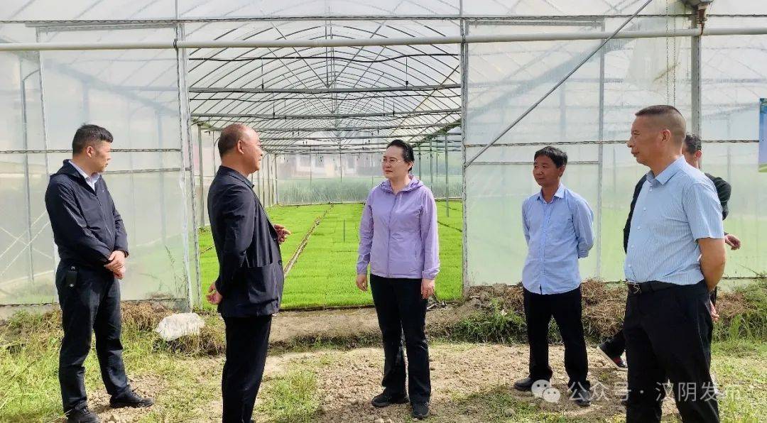 要闻丨汉阴:县委书记刘飞霞调研农业示范田建设工作
