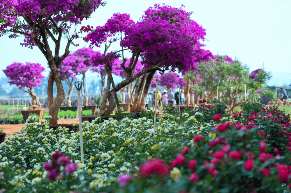 弥勒这片网红花海太美了!赶快约