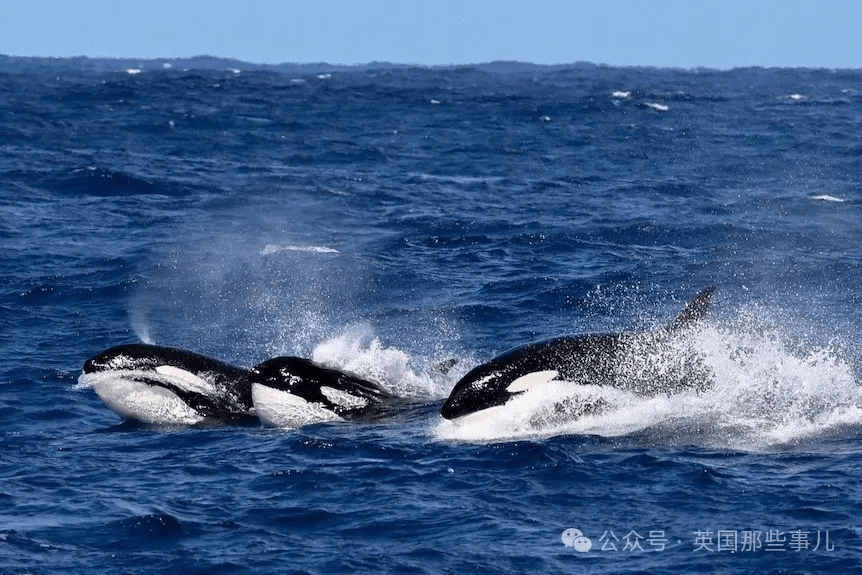 抹香鲸被虎鲸袭击,危急关头,它们扔出了粑粑炸弹,大获全胜!