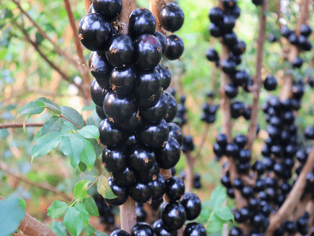 一果四味!丘北仙人洞村嘉宝果等你来尝鲜!_庄园_游客_销售