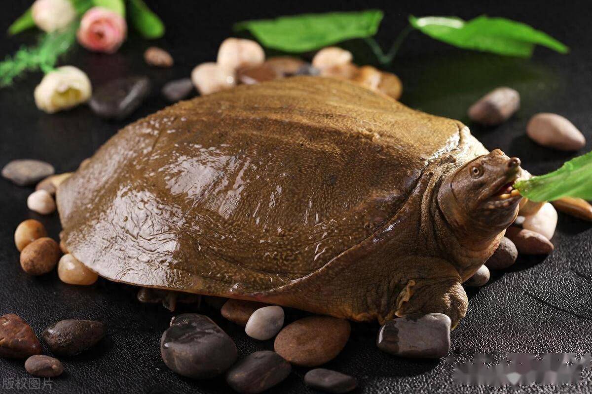 几十斤的老鳖从哪来的?