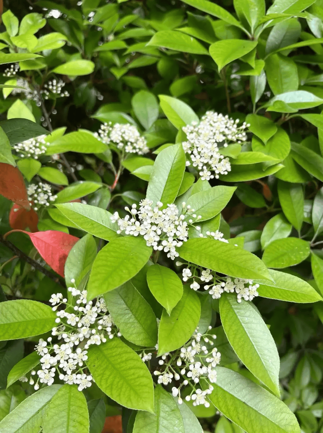 石楠花未开花图片