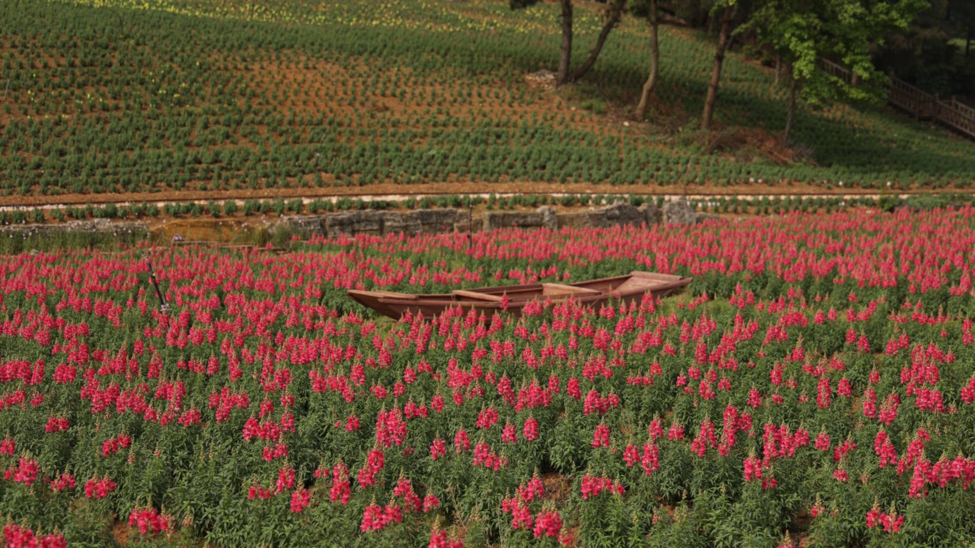 开启浪漫花海旅游季!贵州麻江500亩金鱼草热情绽放