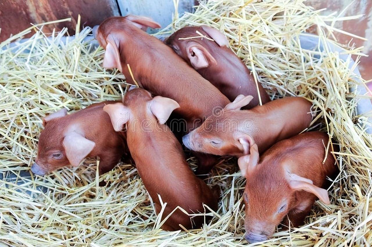 一身红毛,在猪界超级显眼!世界名猪杜洛克猪,其它优点更亮眼