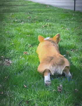 小柯基趴着等小主人放学,背影像极了小兔子,也太可爱了吧!