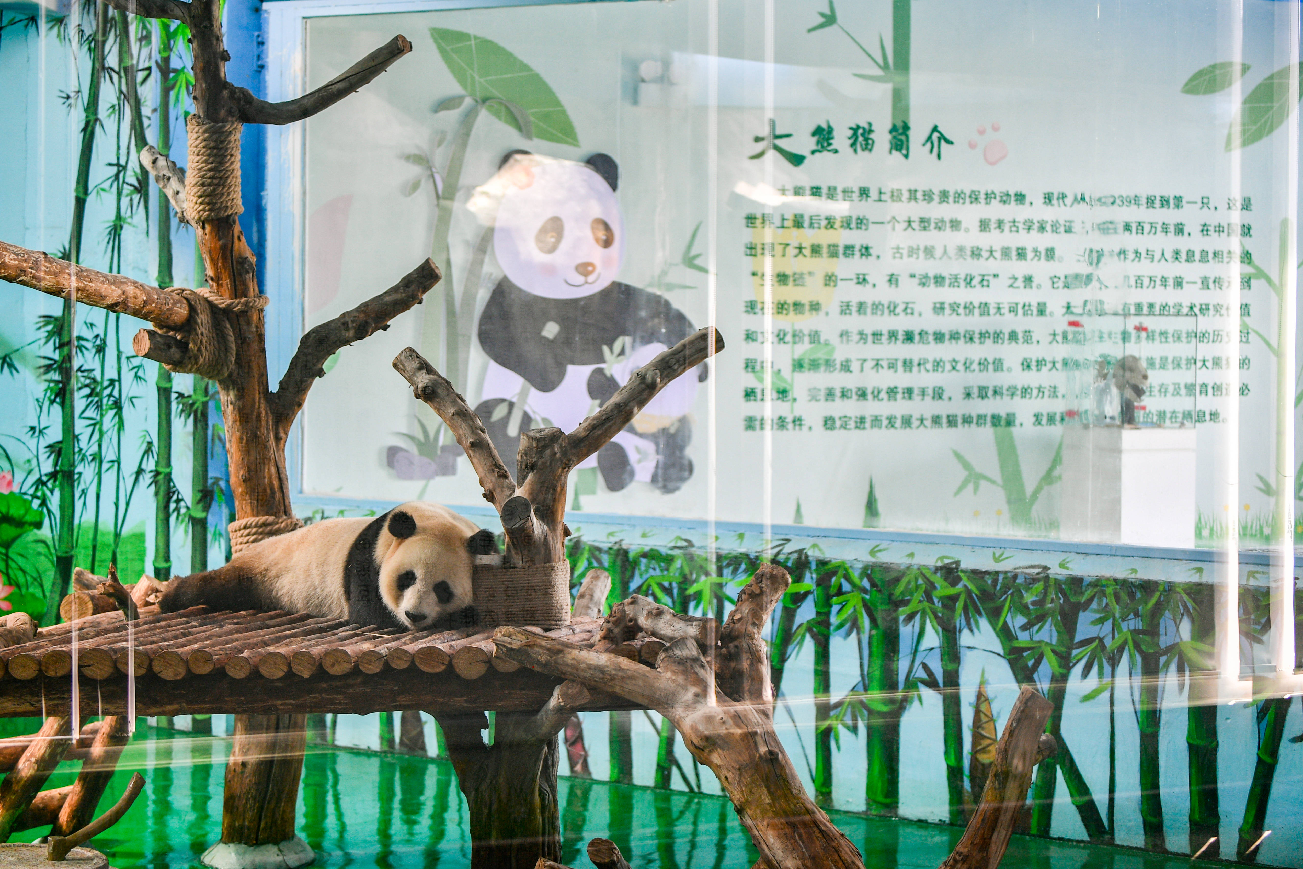 兰州野生动物园4只大熊猫正式亮相