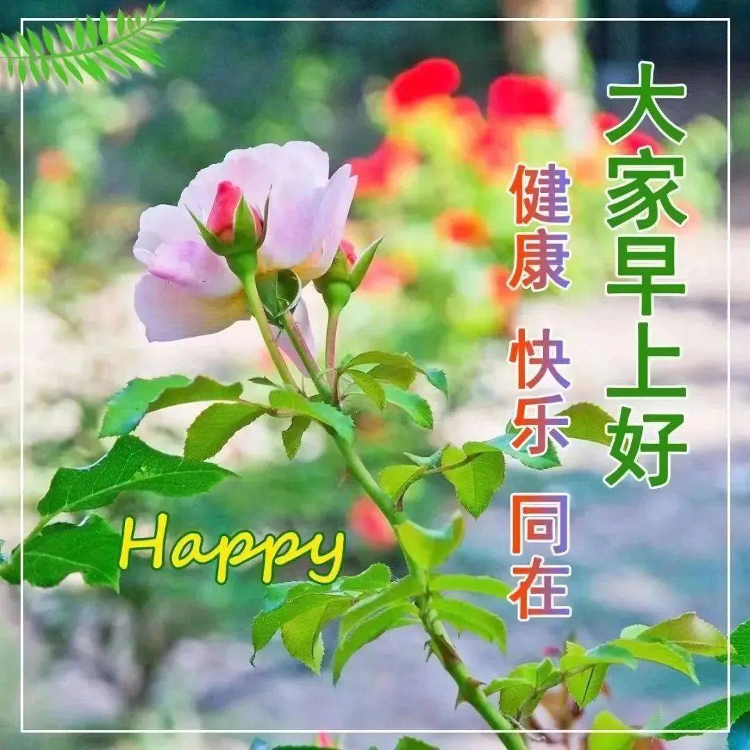 最新漂亮的早上好祝福图片