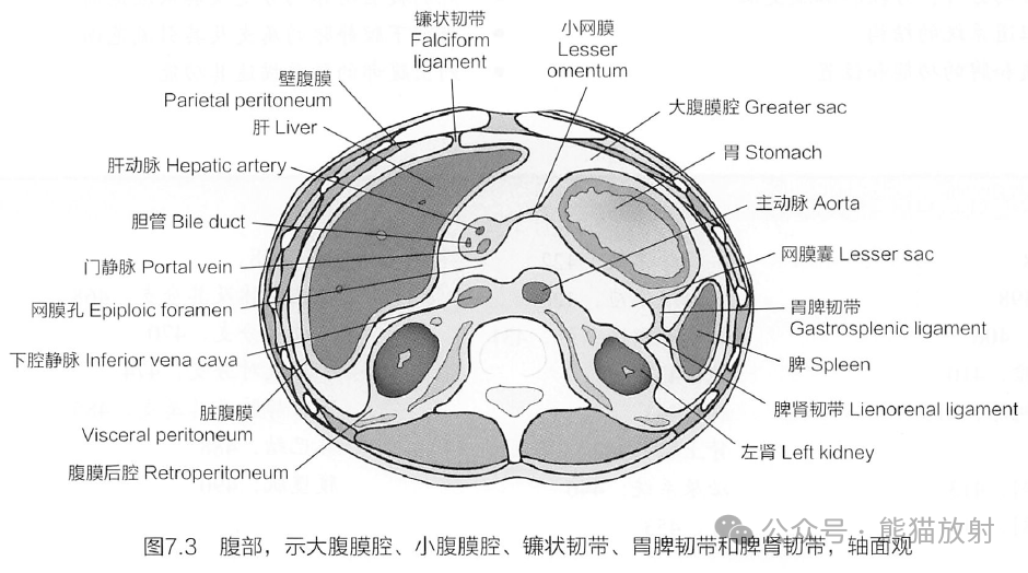 腹腔,腹膜,腹膜后