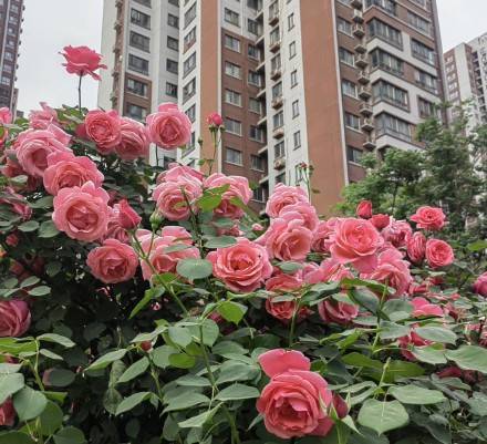 被西安道路间盛放的月季花治愈了