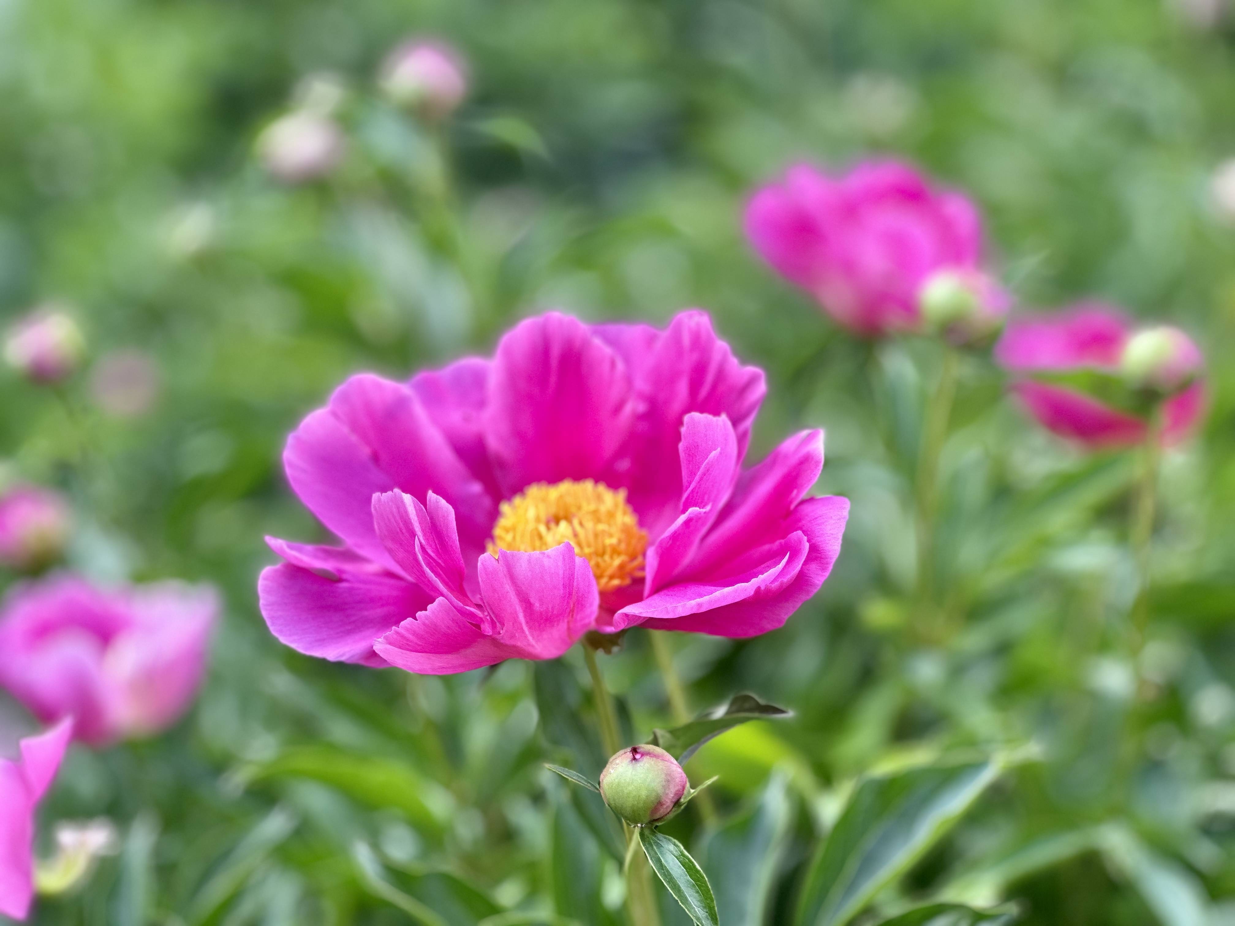 岱庙爱情之花芍药进入赏花期