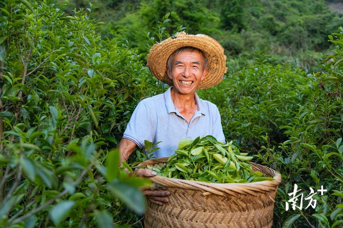 高德娱乐视觉｜绿叶变“金”叶茶著作看大埔(图3)