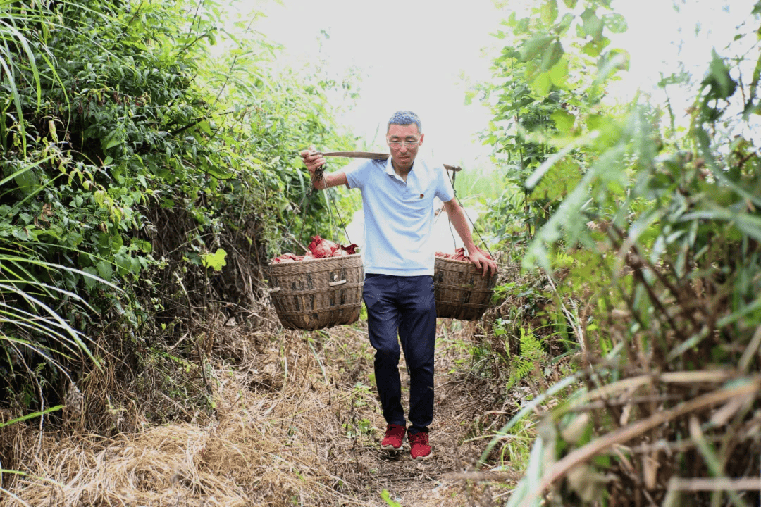 吕鹏辉:邦寨"寨头通" 致富"引路人"