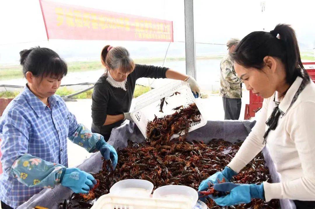 大量小龙虾进入广西市场，批发价格一降再降，你吃上了吗？
