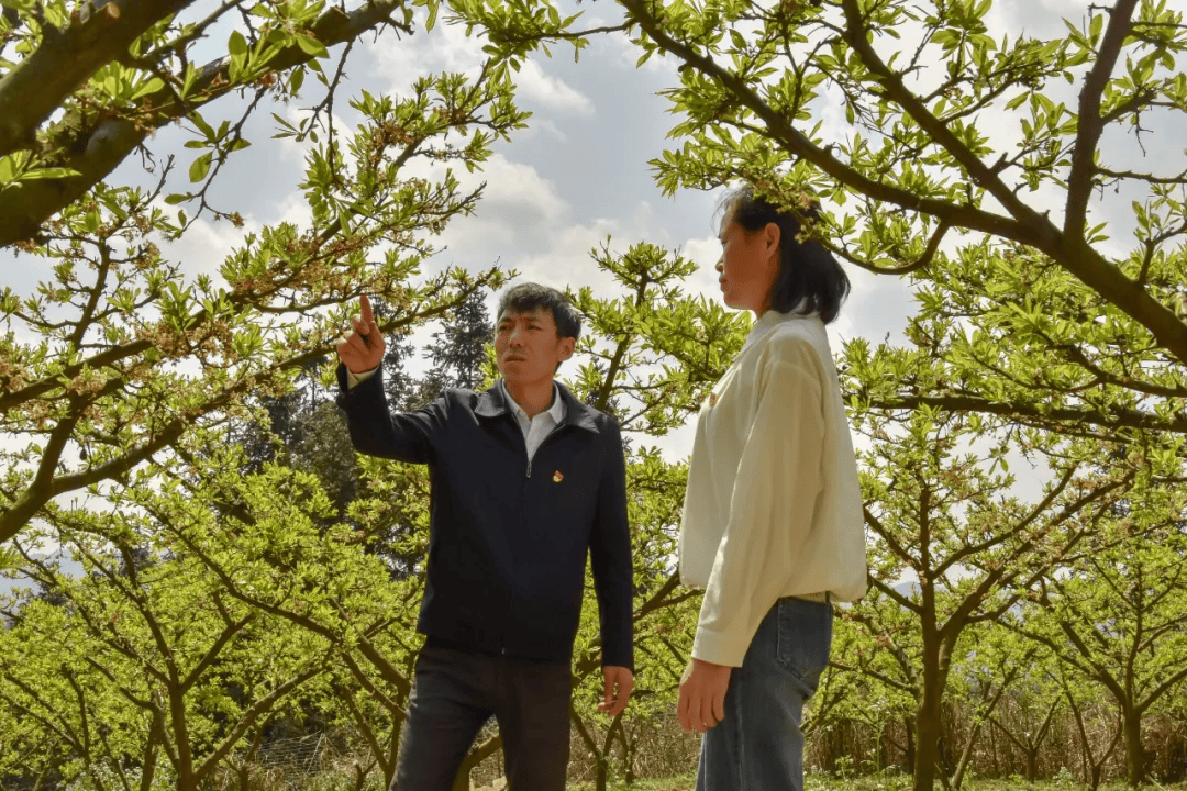 吕鹏辉:邦寨"寨头通" 致富"引路人"