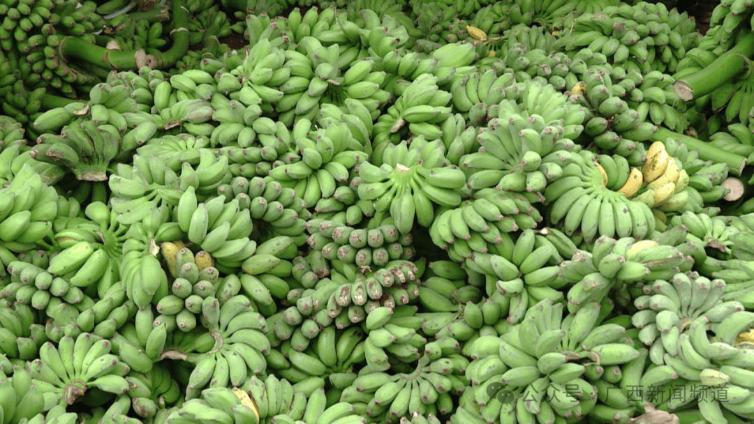 "鲜切香蕉枝"竟成新网红?日售超10万斤,广西有商家忙得不亦乐乎