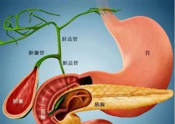 胰腺肚脐眼图片