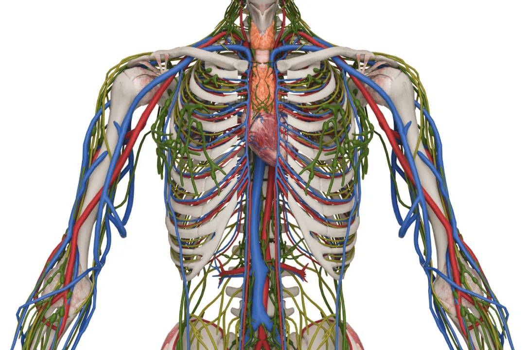 然而,也有研究表明淋巴结可能在癌症免疫治疗中起到积极作用.