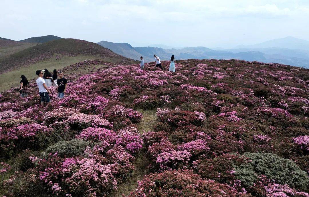 精彩五月 趣玩越西 | 相约申果庄 情满索玛花_游客_大自然_花海