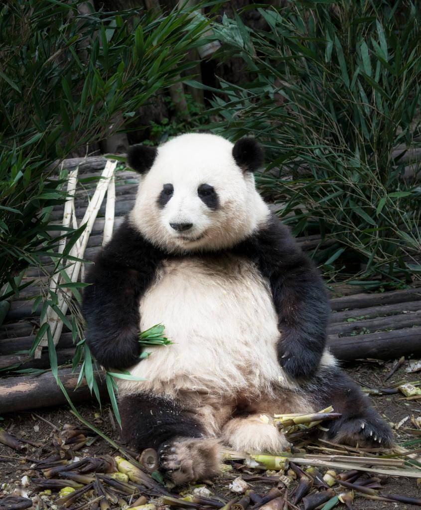 动物的花衣裳熊猫图片