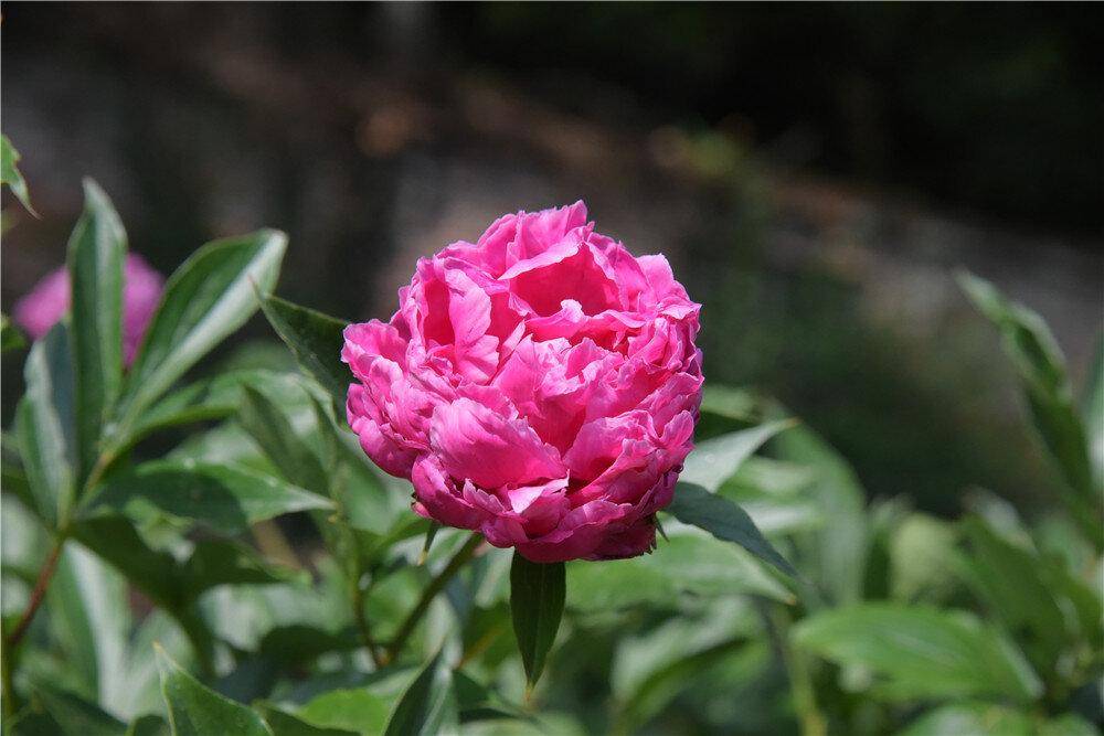 山芍药图片图片