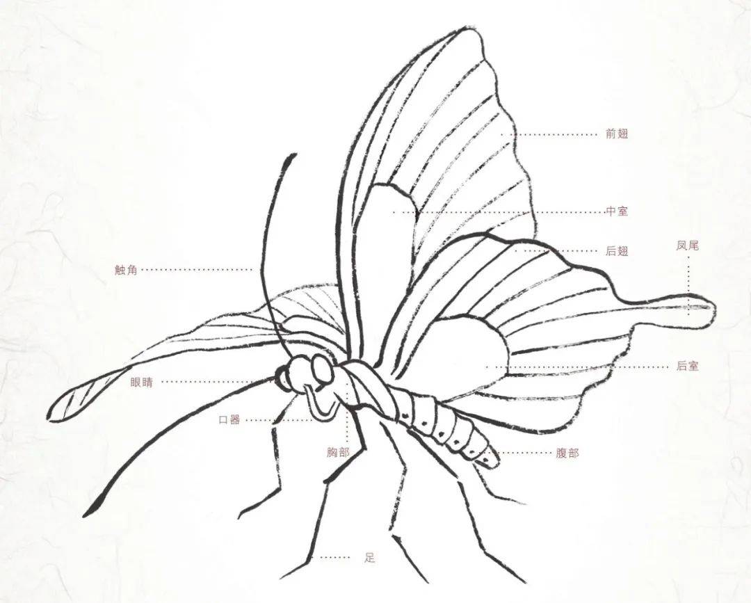 【国画教程】工笔蝴蝶的画法步骤示范