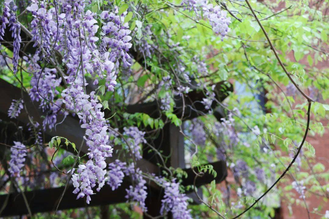 望城校园“校花”大赏！你PICK哪一个？-长沙励烽教育集团望城新校区地址