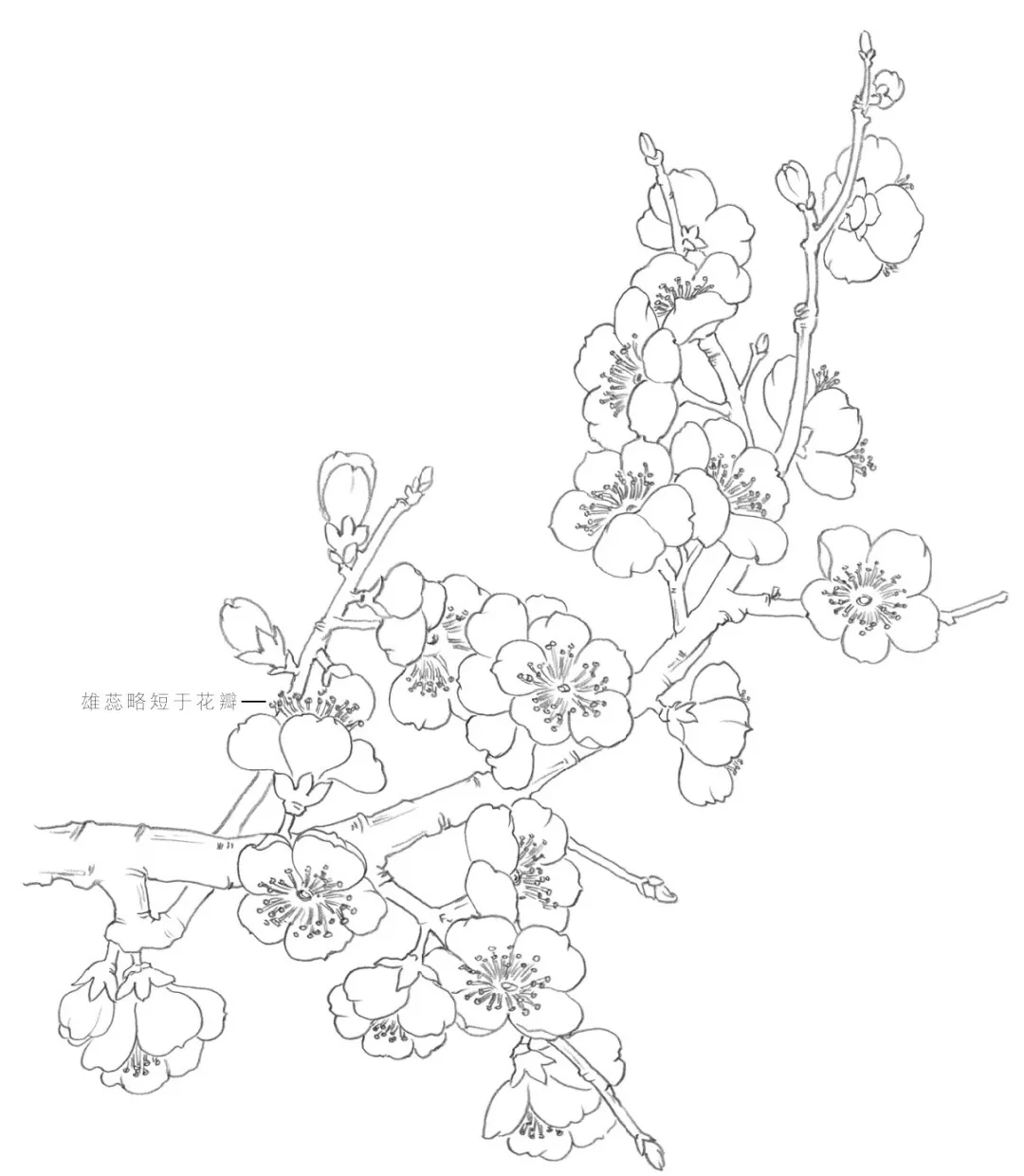 银杏花怎么画图片