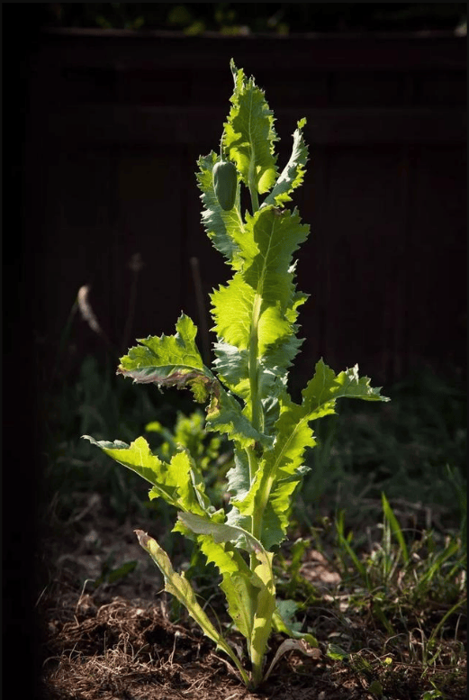 黄金周踏青顺便立功,攻略放这了!