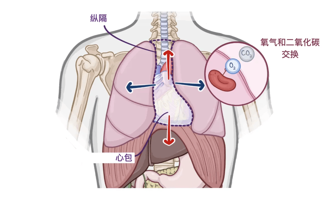 人体解剖学基础