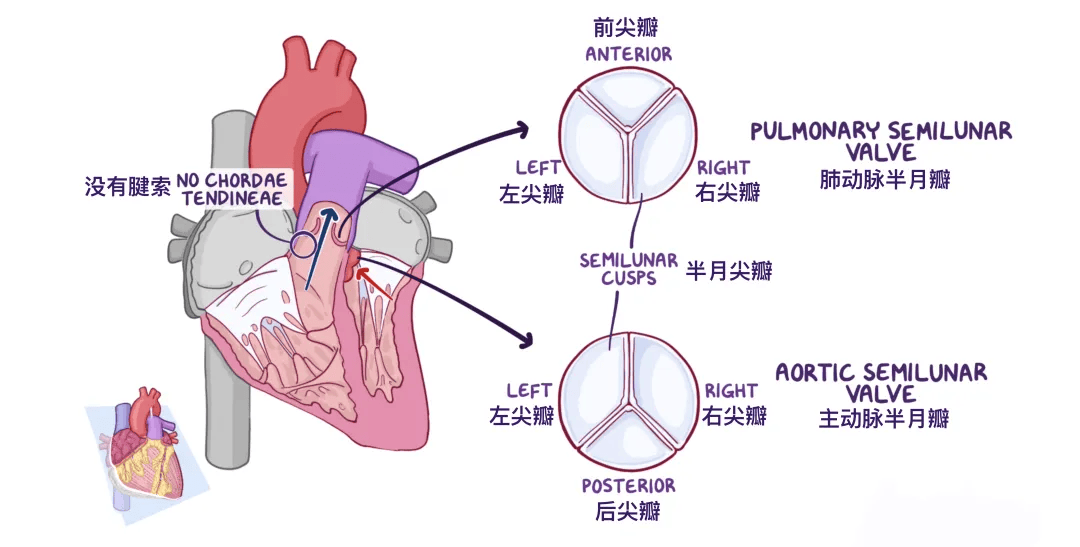 肺动脉分支图图片