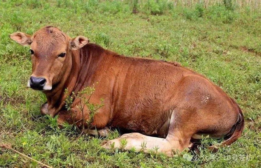 以牛卧着的姿势观望‖梁爽