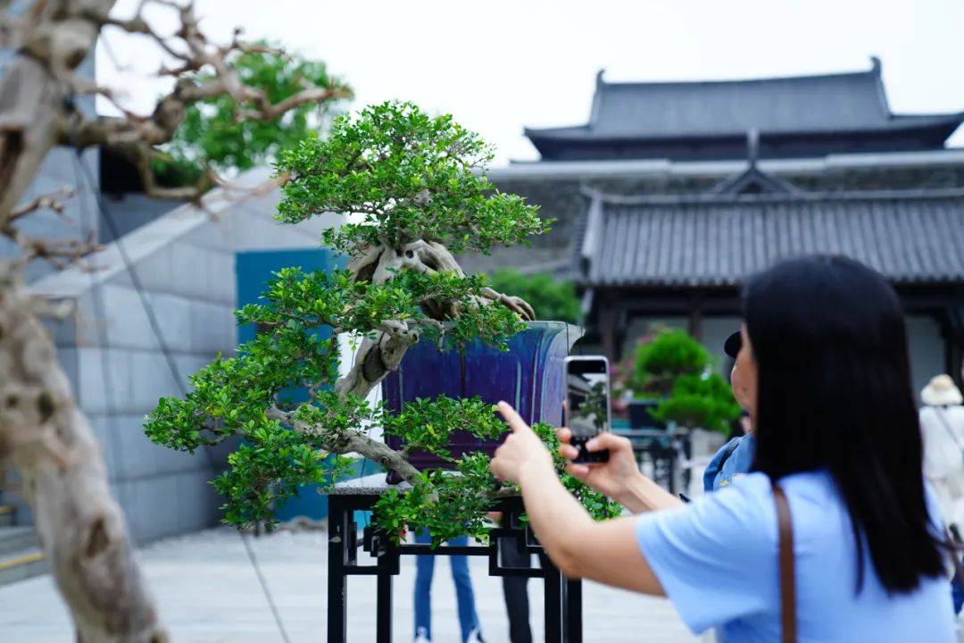 【展讯】非遗传千古,粤华满枝头——广州市文化馆岭南盆景艺术精品展