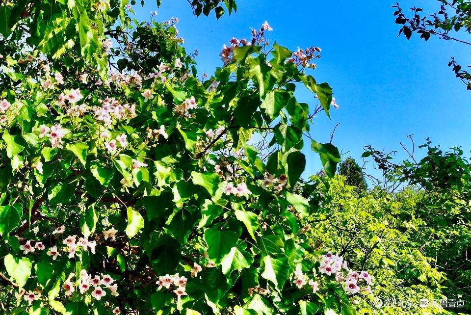 彩石捎近村的楸树,花开正艳