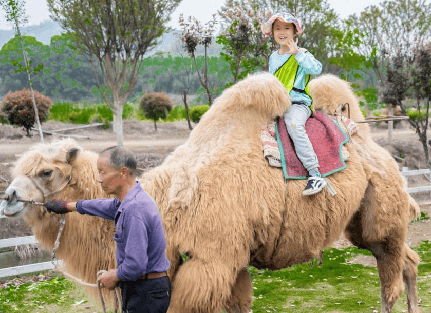 春风花正好 踏春好时节 ——记实小集团城南304班春季研学活动