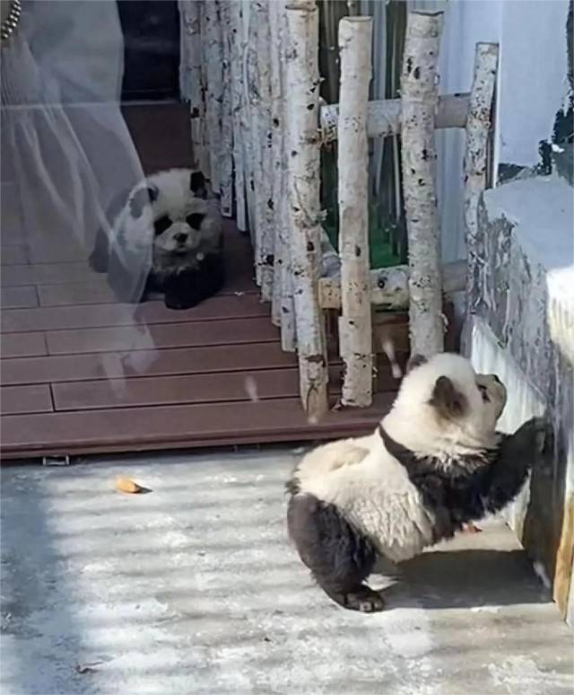 泰州动物园“熊猫犬”引争议 回应：特地引进，引进时已染色