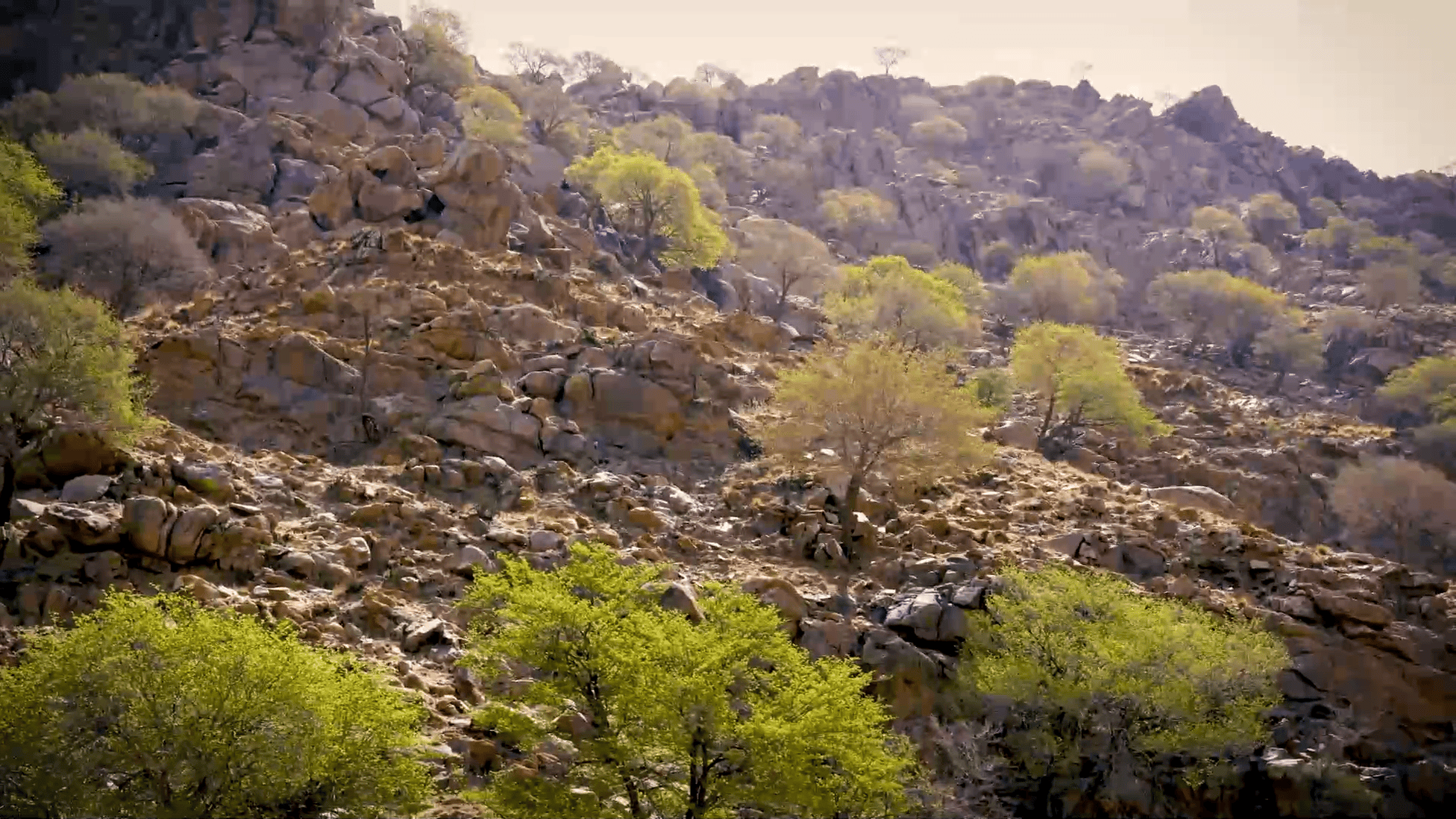 内蒙古乌拉特中旗:查石太大峡谷初夏景色美
