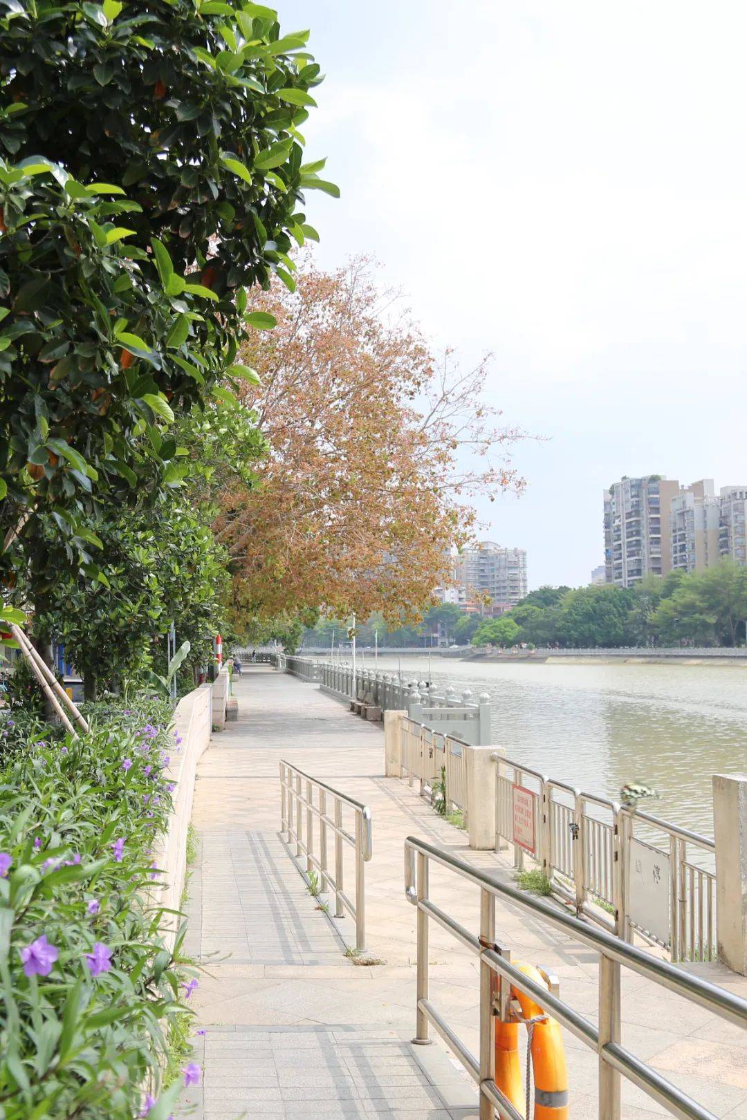 惬意靓景!麻涌沿江西路,休闲散步又一好去处