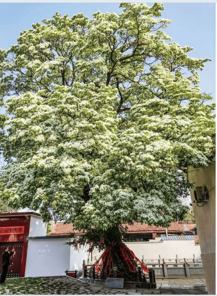 最老1500多岁!济南十大"树王"出炉,章丘有ta