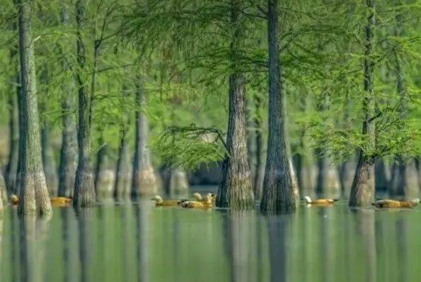 去寻找滁州现实版"桃跋勺"!