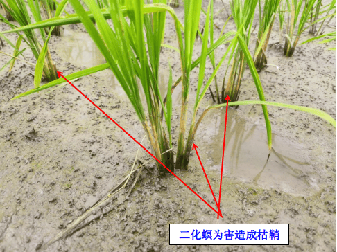 【赣州三农】早稻"两迁"害虫和一代二化螟防治预警