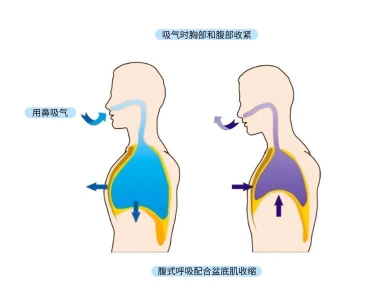 腹式呼吸动画演示图片