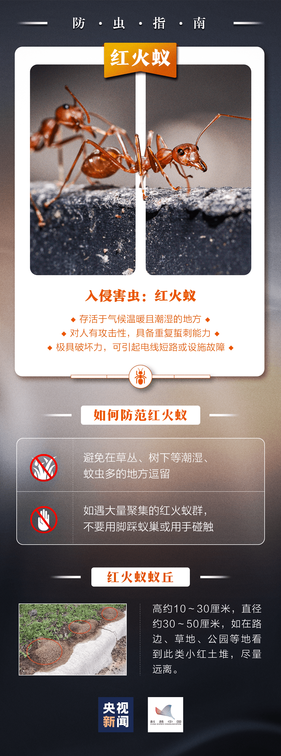 红火蚁攻击性强被它咬蜇后伤口痒痛皮肤会出现丘疹,风团,水疱愈后留