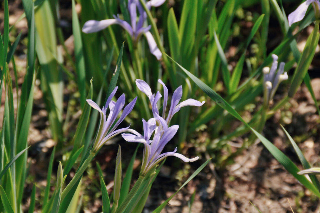 青浦环城水系公园丨送给你暮春到初夏的"繁花",来收图